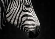 九游体育-哈登教科书式掌控，马刺决胜局力克步行者